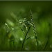 Droplets of light.  by dide