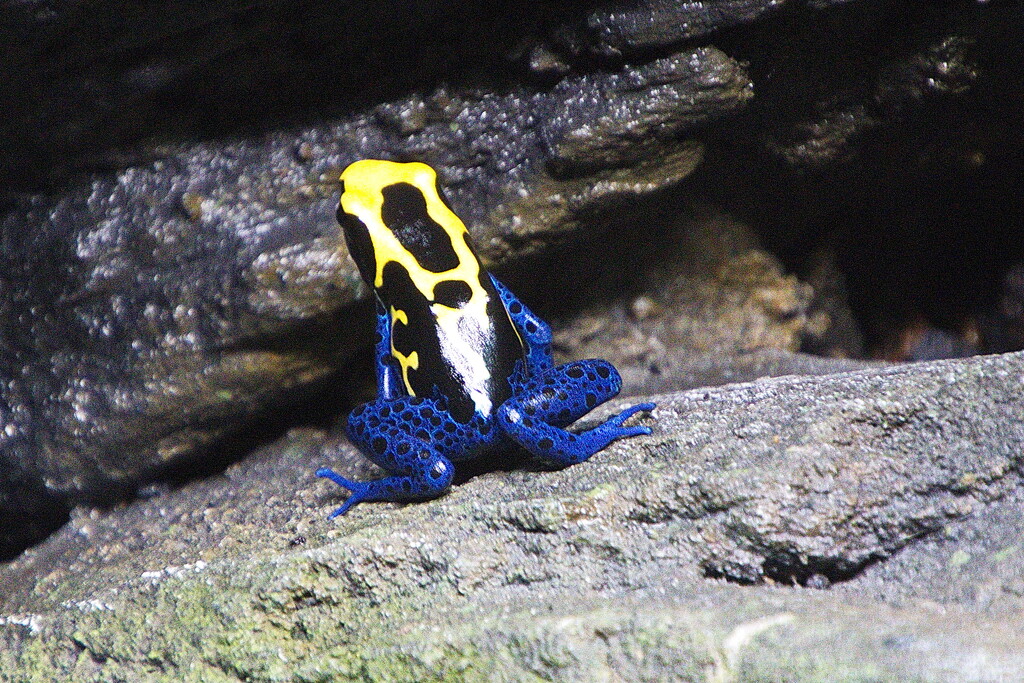 Poison Dart Frog 2 by terryliv