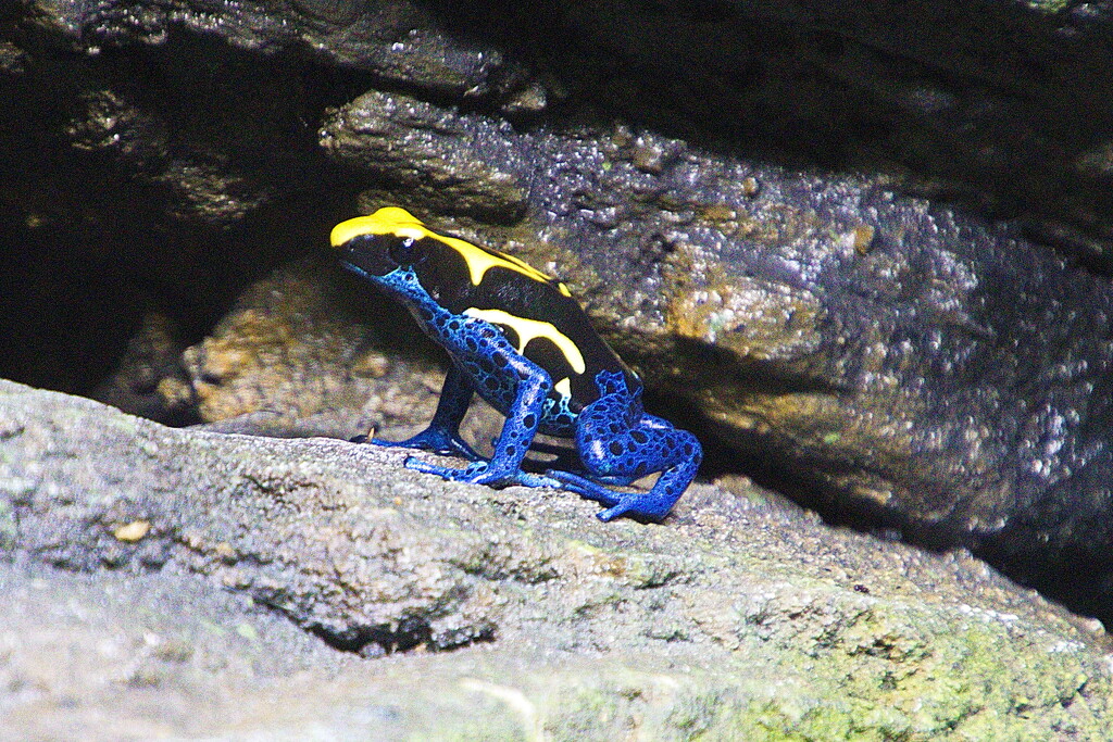 Poison Dart Frog 1 by terryliv