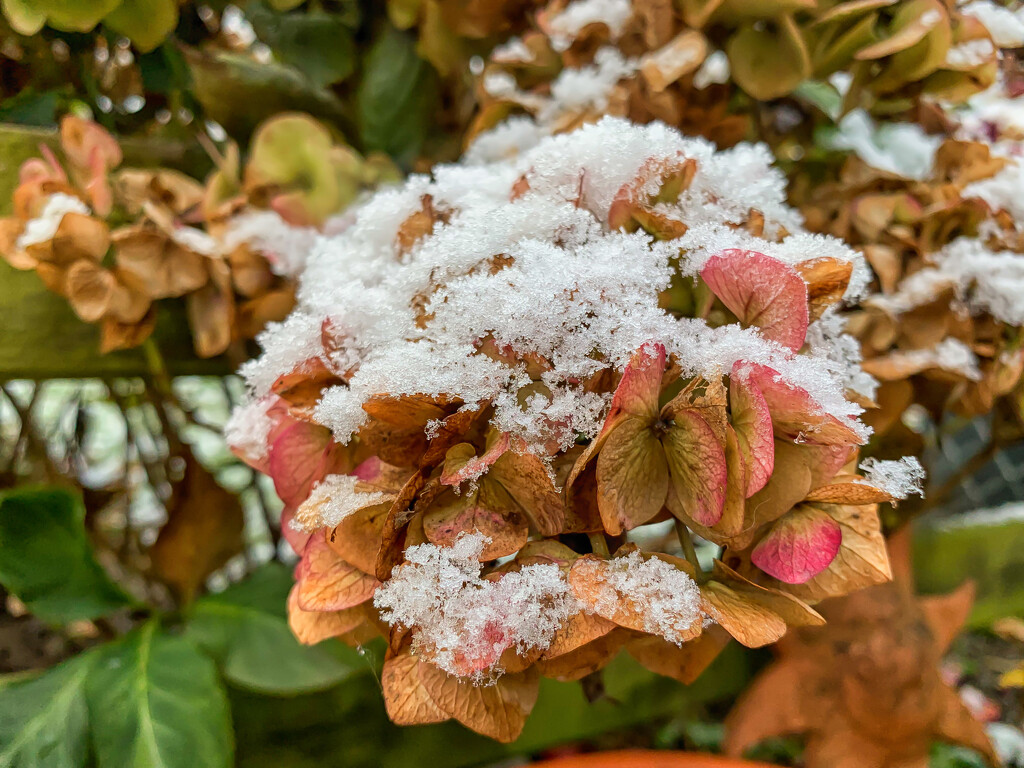 Snow on the hydrangea by pamknowler
