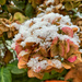 Snow on the hydrangea by pamknowler