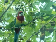 27th Oct 2021 - Taken through thick glass - I think it is a rosella 