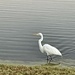 Eastern Great Egret  by wilkinscd