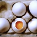 Egg-sposed (i) by moonbi