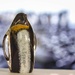 Penguin by okvalle