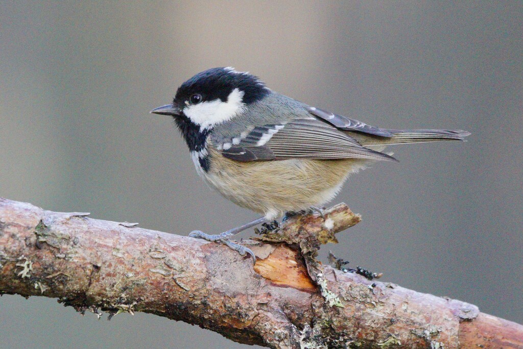 ANOTHER COAL TIT by markp