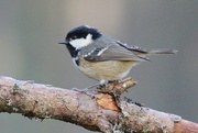 2nd Dec 2021 - ANOTHER COAL TIT