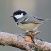 ANOTHER COAL TIT