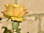 2nd Dec 2021 - Nice to see this rose