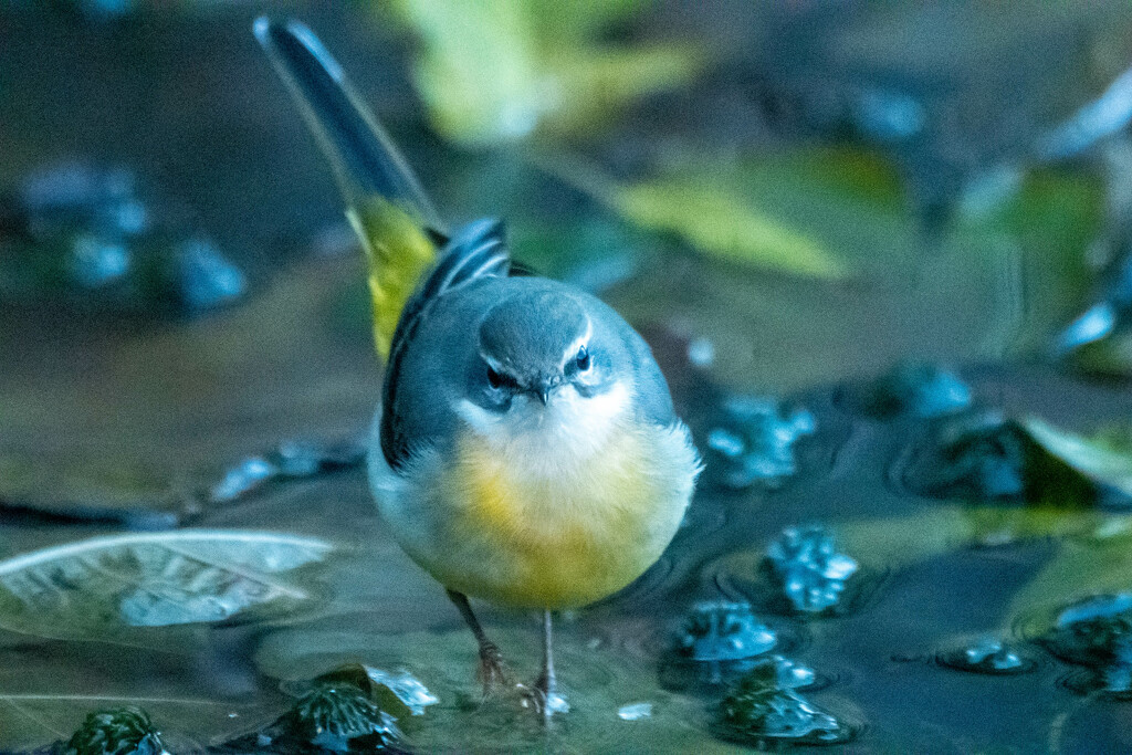 Return of the Grey Wagtail by stevejacob