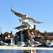 2nd Dec 2021 - Blue skies and seagulls on our walk today