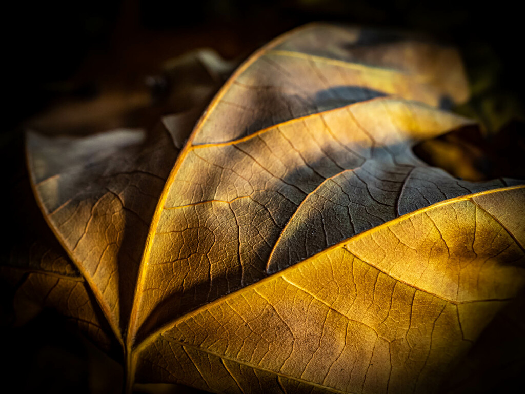 A memory of autumn  by haskar