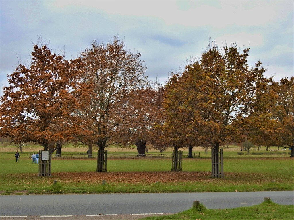 Autumn Richmond Park, London by oldjosh