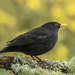 Blackbird  by shepherdmanswife