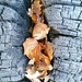 Leaves nestled in burnt out trunk by kimka