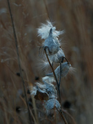2nd Dec 2021 - milkweed seeds