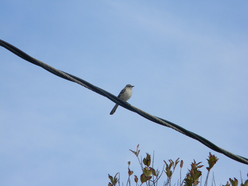 Bird Sitting on Wire by sfeldphotos