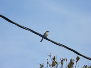 2nd Dec 2021 - Bird Sitting on Wire