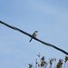 Bird Sitting on Wire by sfeldphotos