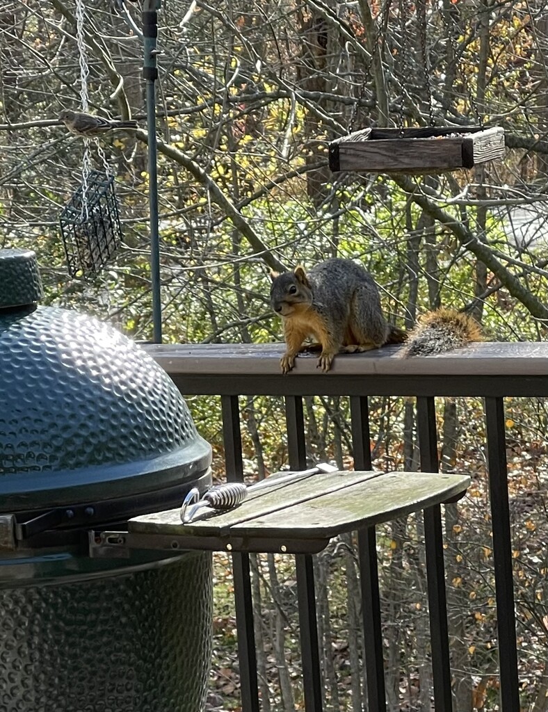 Mr. Squirrel's visit by essiesue