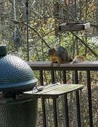 2nd Dec 2021 - Mr. Squirrel's visit