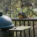 Mr. Squirrel's visit by essiesue