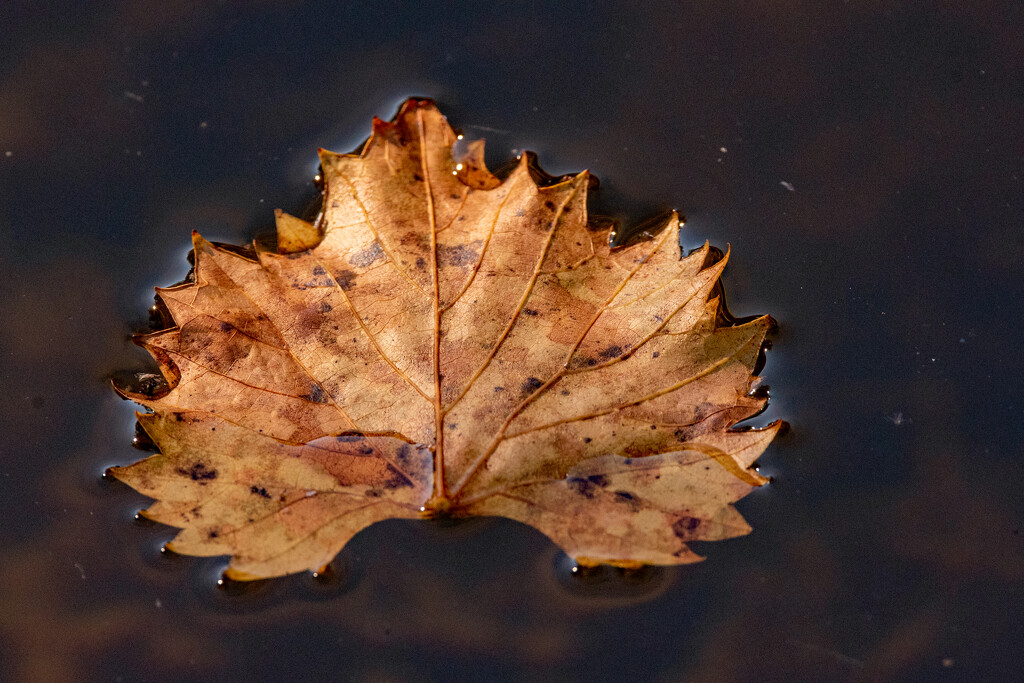 Floating Leaf! by rickster549