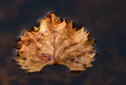 2nd Dec 2021 - Floating Leaf!