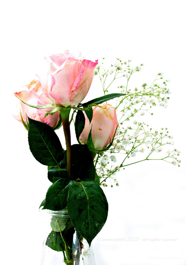 pale pink roses by summerfield