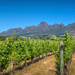 The slopes of the Helderberg by ludwigsdiana