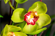 3rd Dec 2021 - orchid