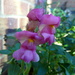 Winter .Snap Dragons by 365projectorgjoworboys