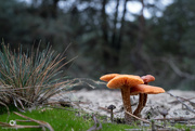 3rd Dec 2021 - Lonely mushrooms