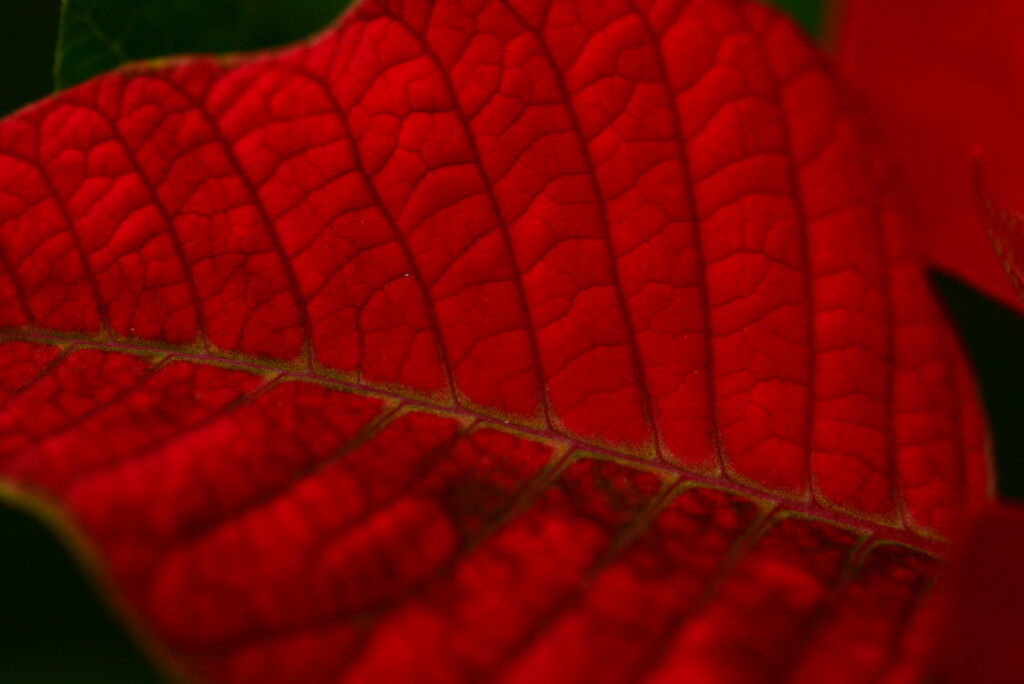 Poinsettia leaf........ by ziggy77