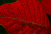 3rd Dec 2021 - Poinsettia leaf........