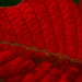Poinsettia leaf........ by ziggy77