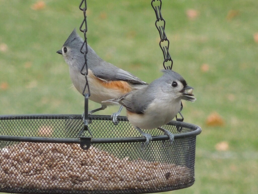 12-3-21 Mr. and Mrs. Titmouse by bkp