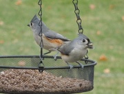 3rd Dec 2021 - 12-3-21 Mr. and Mrs. Titmouse