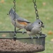 12-3-21 Mr. and Mrs. Titmouse by bkp