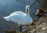 3rd Dec 2021 - Resting swan
