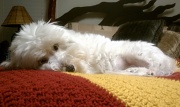 23rd Jan 2011 - Sleepy Puppy