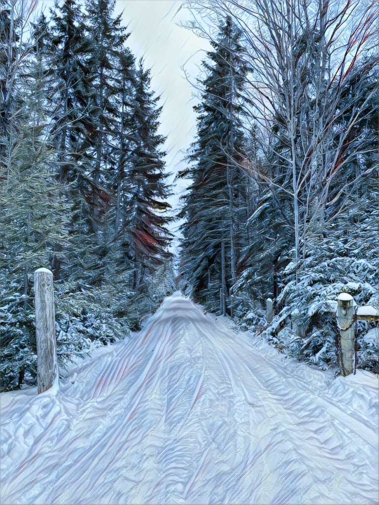 Snowy Driveway  by radiogirl