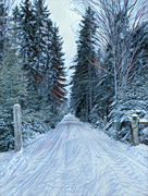 3rd Dec 2021 - Snowy Driveway 