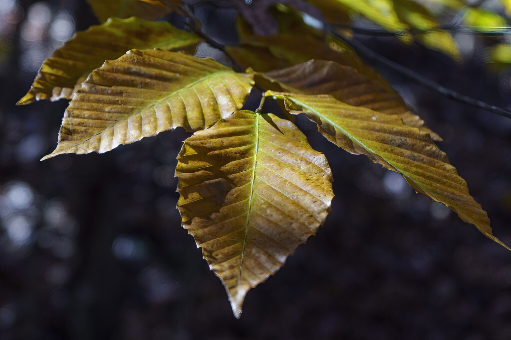 American Beech Leaves by k9photo
