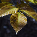 American Beech Leaves by k9photo