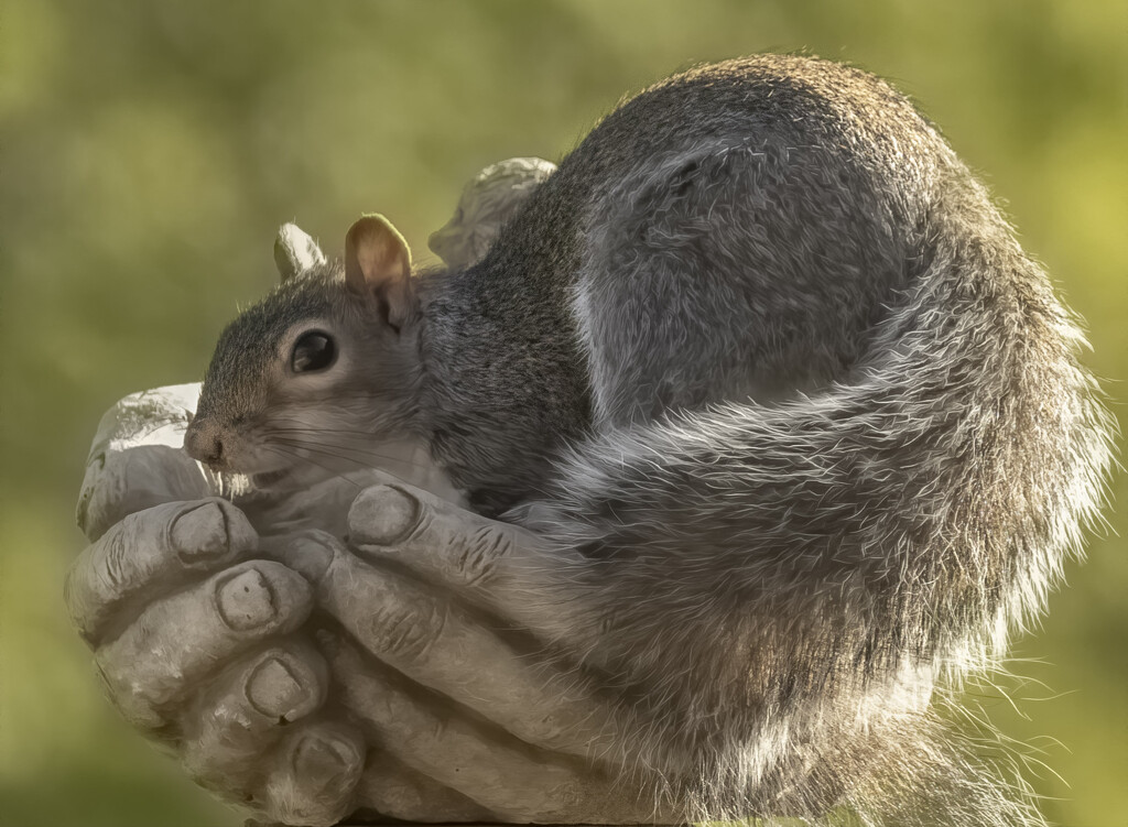 A Squirrel in the Hand...... by shepherdmanswife