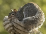 3rd Dec 2021 - A Squirrel in the Hand......