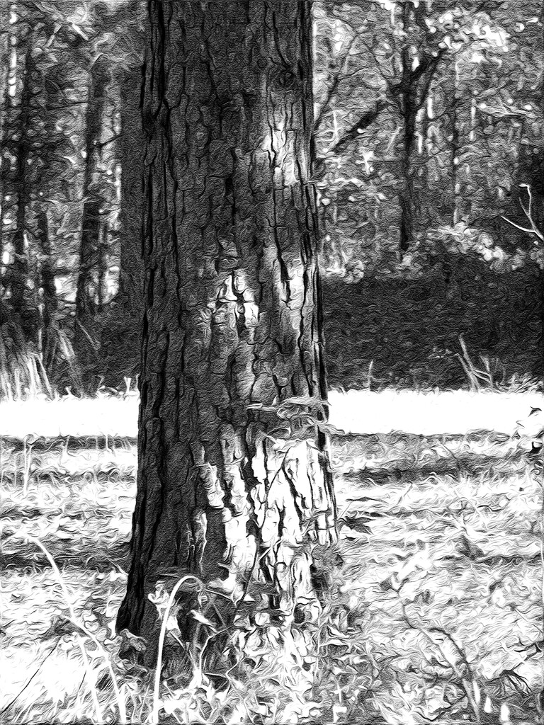 Loblolly pine tree trunk... by marlboromaam