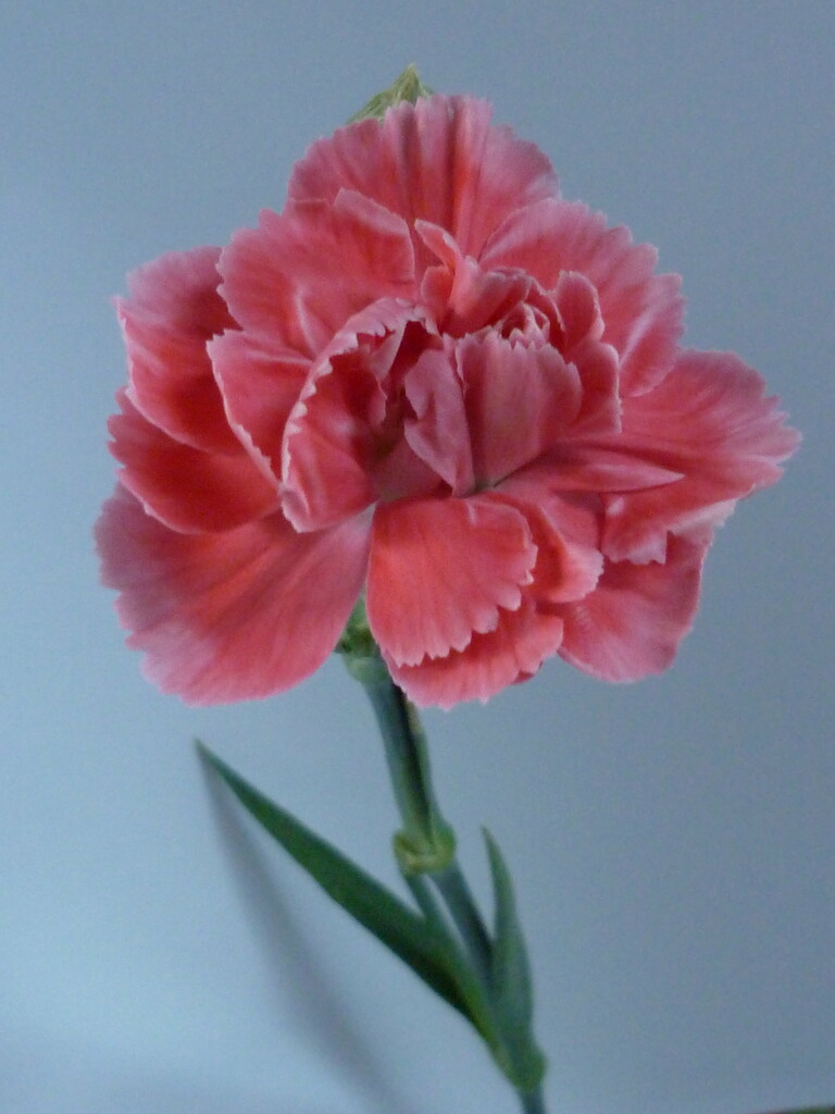Dianthus  by countrylassie
