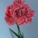 Dianthus  by countrylassie